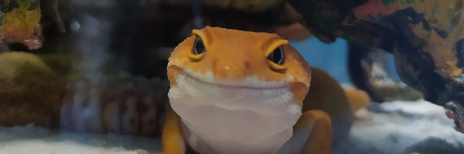 RefoWildBoy's profile banner image