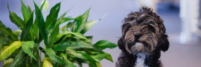 Tøyen StartupVillage banner