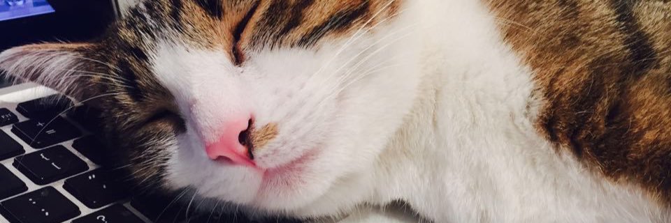 yuki123yang's profile banner image