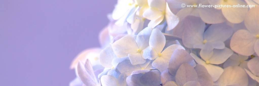 cece✦ | チェチェ banner