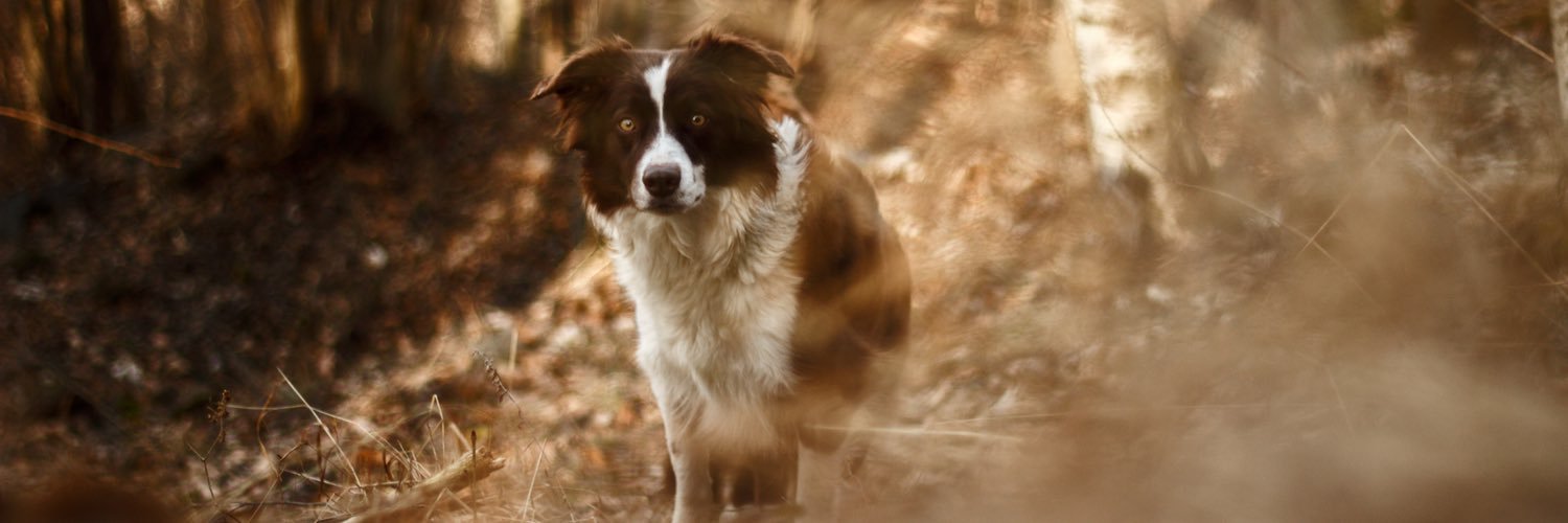 TravelingPack's profile banner image