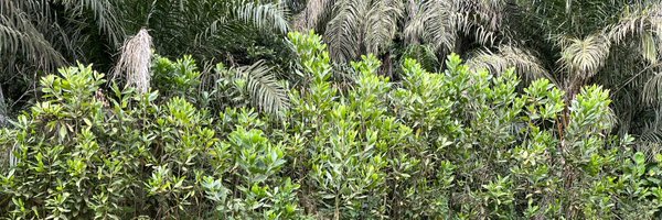 LinkolaSatu Profile Banner