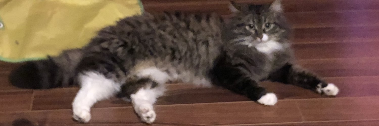 catttybee's profile banner image