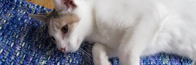 AnneWith 🐝 banner