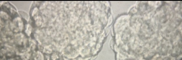 Dra Martinez Lab UCC banner