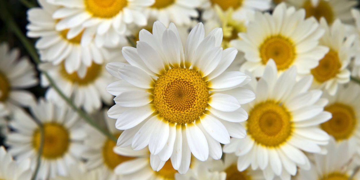 kalideltaaa's profile banner image