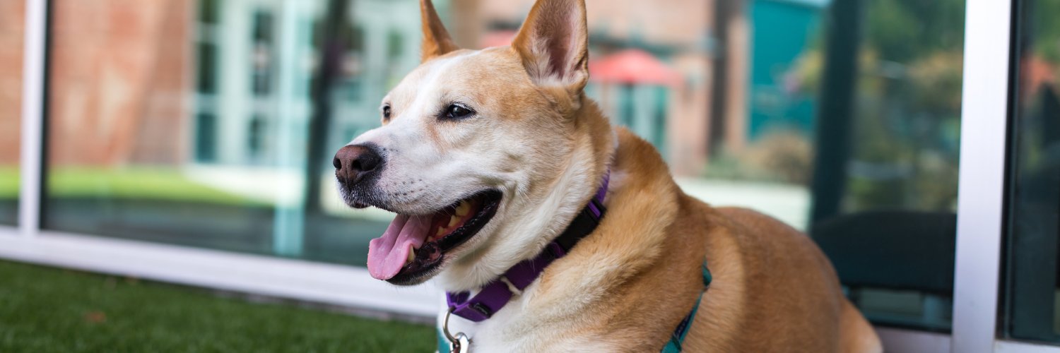 Humane Society SV banner