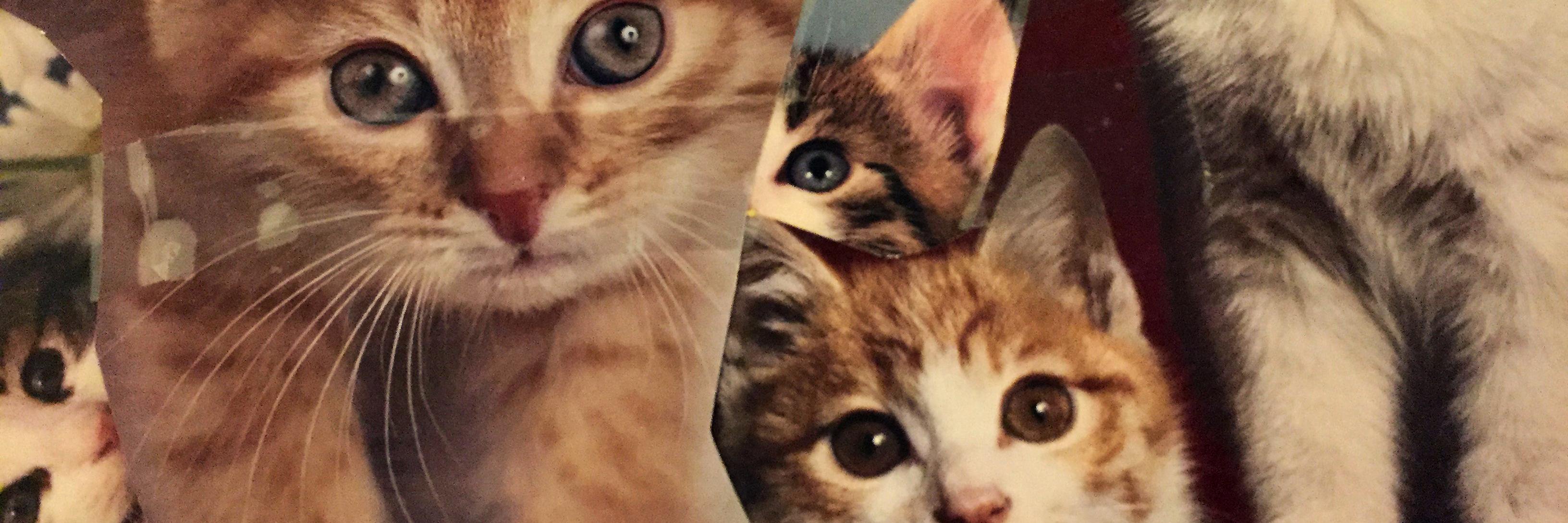 ran_shot_first's profile banner image