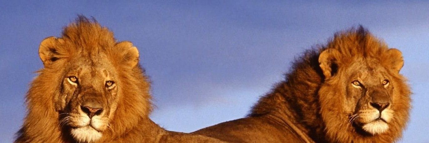 Soulzdesire's profile banner image