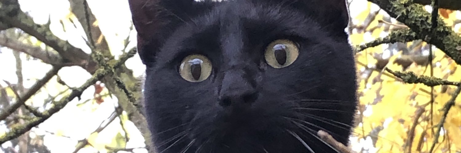 fredillion's profile banner image
