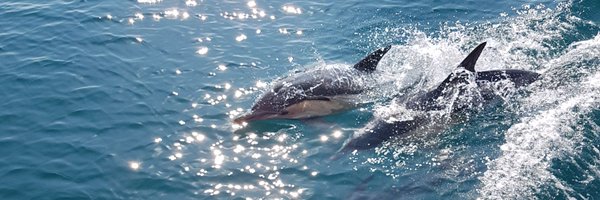 tomMMroberts Profile Banner