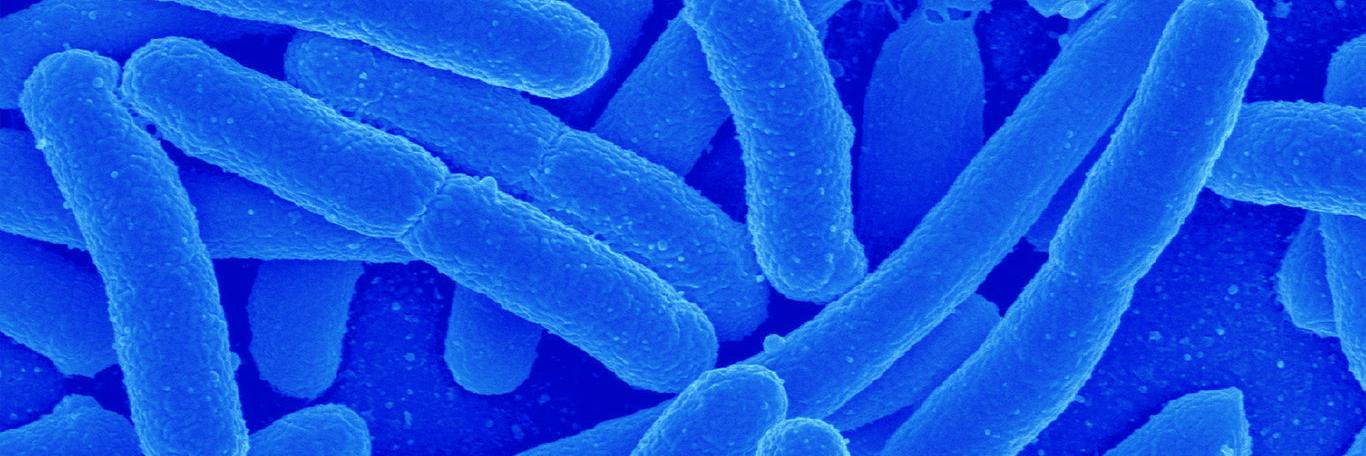 LABGeM @genolabgem.bsky.social banner