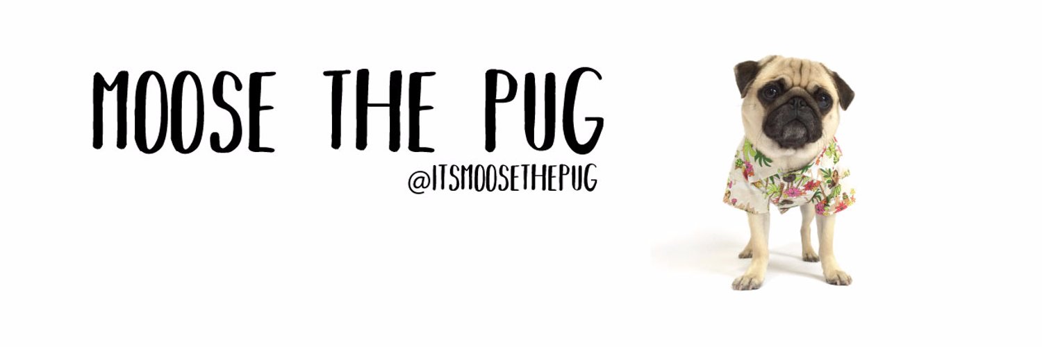 Moose the Pug Profile Banner