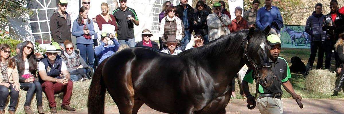 Macrath / Rathmor Stud banner