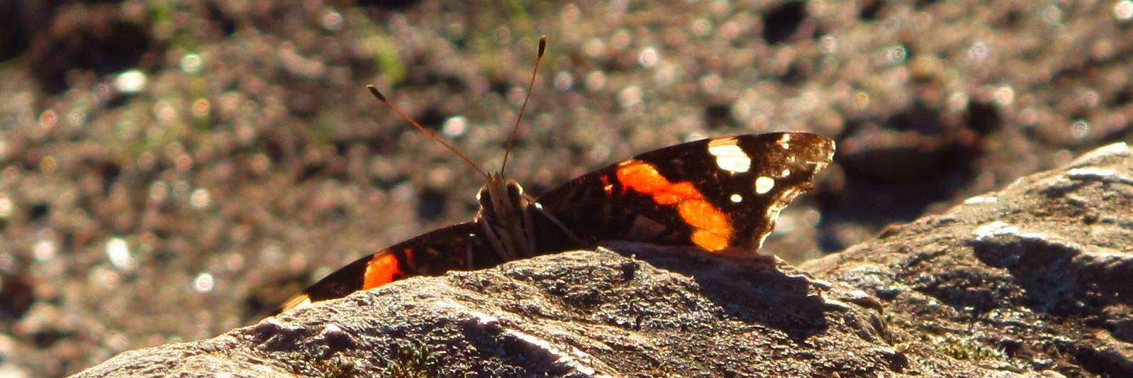 Beatriz Valdeón banner