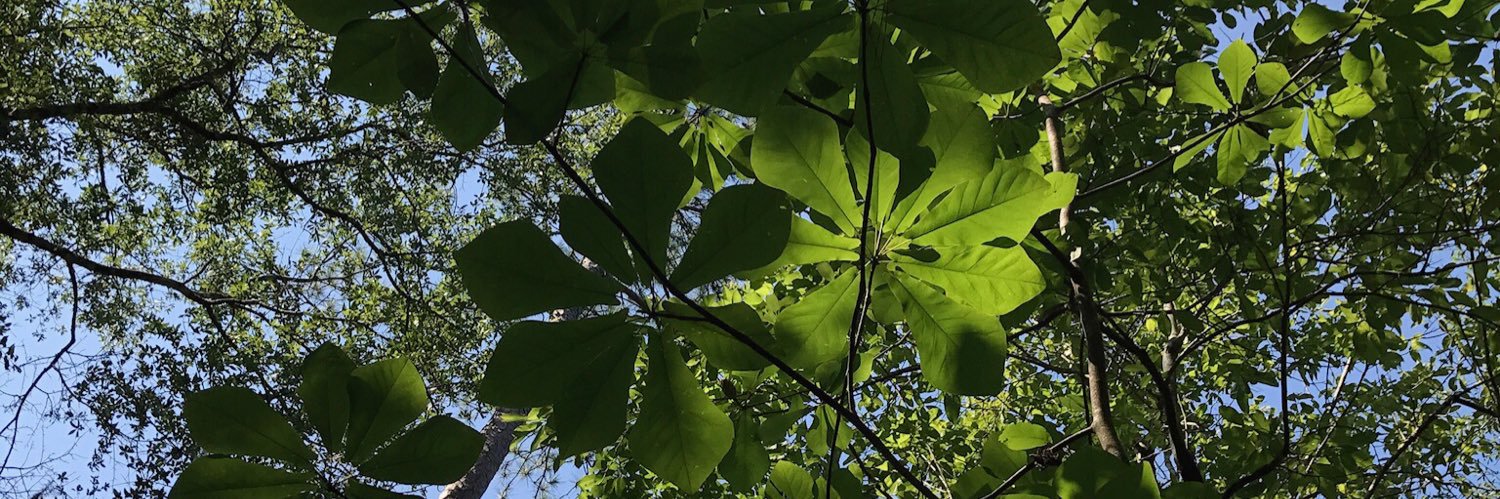 Emma Suzuki Spence banner