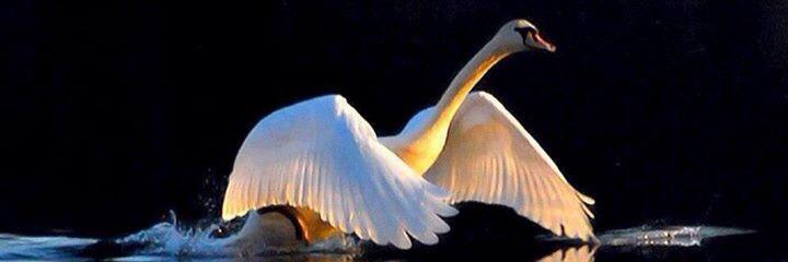 adampswan's profile banner image