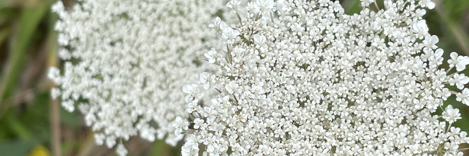 dizzi_ree's profile banner image