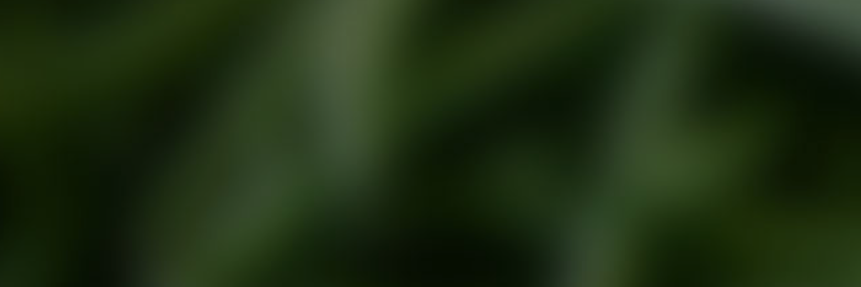Gulioni's profile banner image