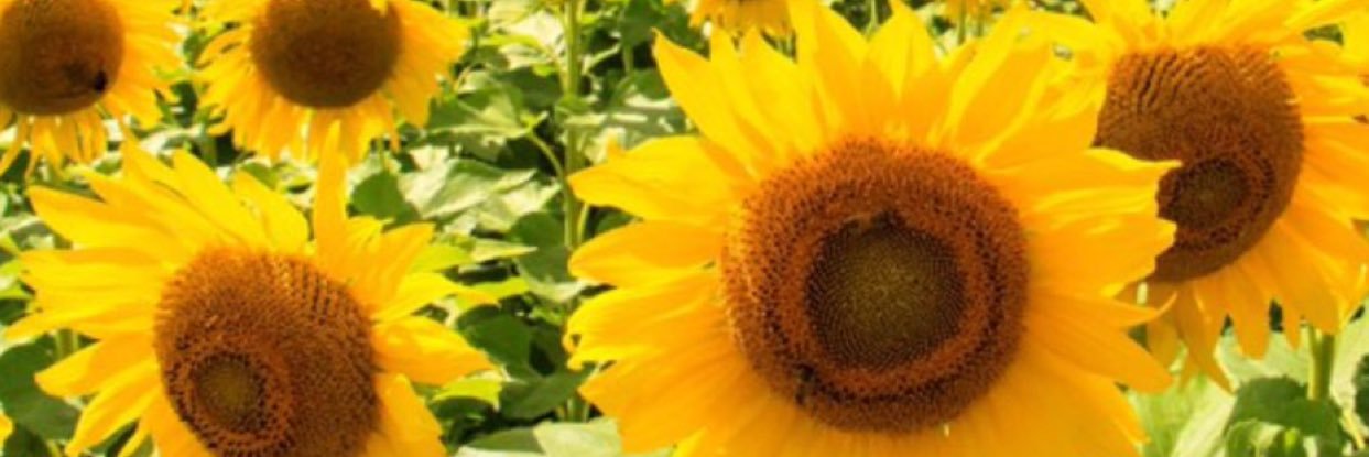 annuitytribune's profile banner image