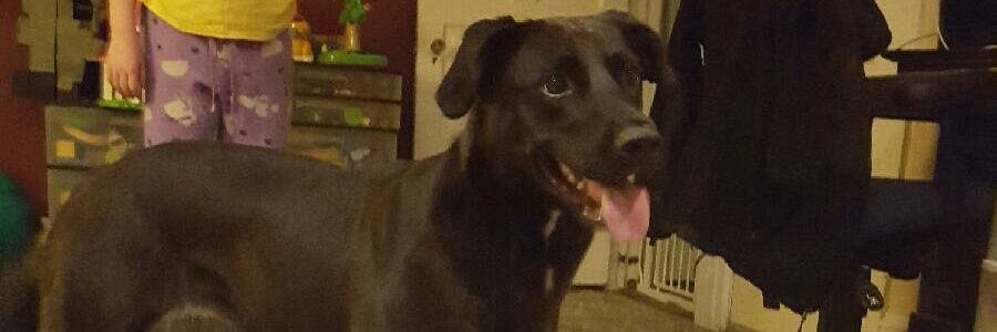 Nick P Pecorino banner