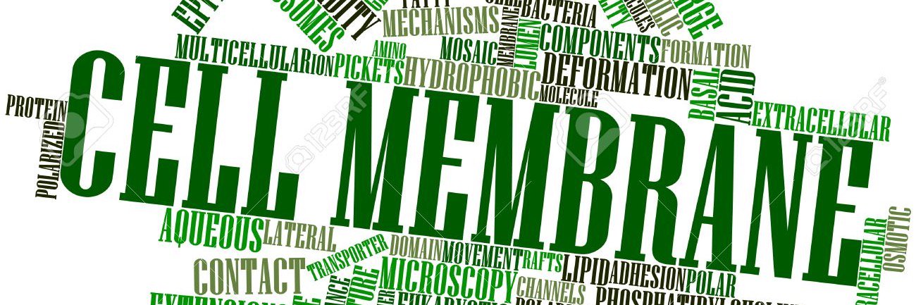 cellmembrnebbhs's profile banner image