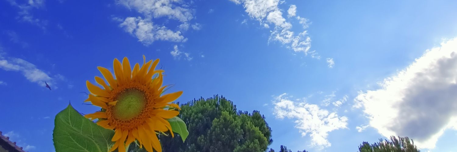 sedagrman's profile banner image