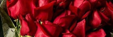 22_harbih's profile banner image