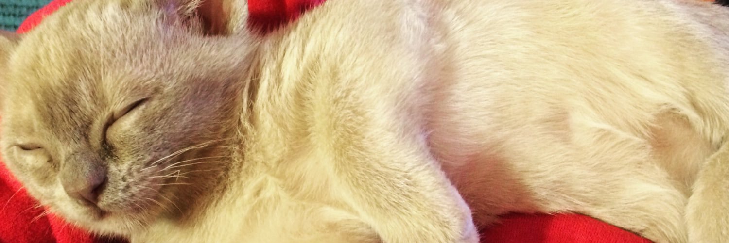 daisy_cj's profile banner image