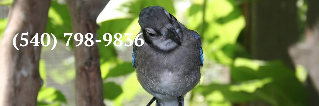 SWVAWildlifeCenter 1-540-798-9836 banner