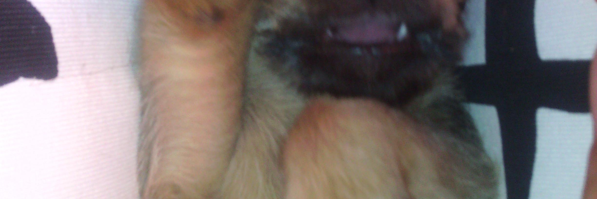 josepeata1's profile banner image