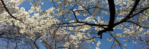 Mihtree Profile Banner