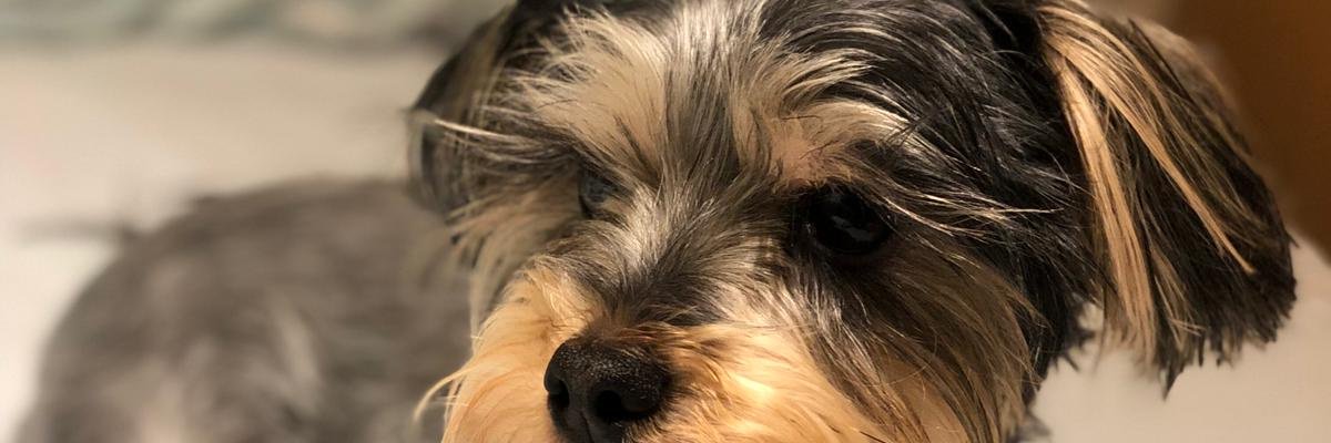 Chellynch's profile banner image
