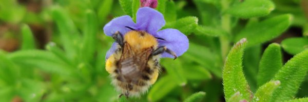 SearnePaige Profile Banner