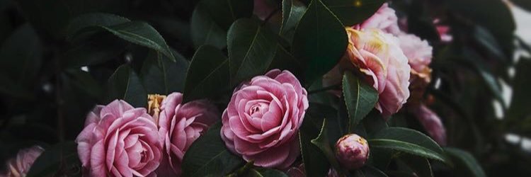valentine ❀ banner