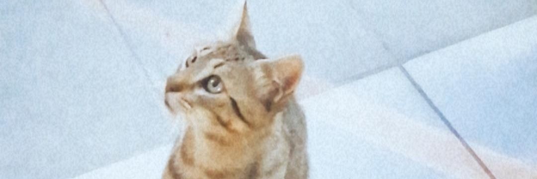 irenetd15's profile banner image