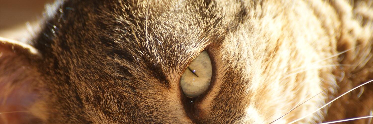 sirmagda's profile banner image