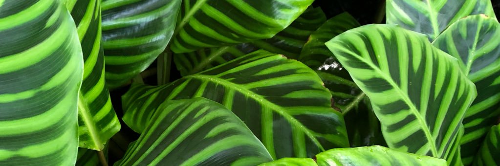 ACCrespi's profile banner image