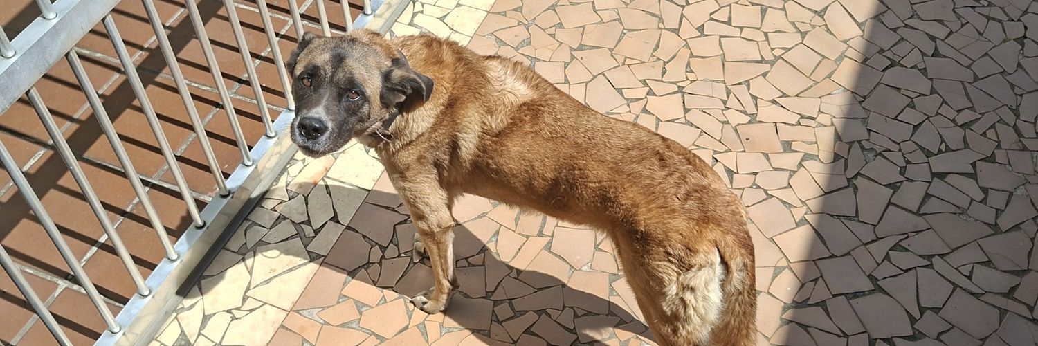 Henrique F. Martins banner