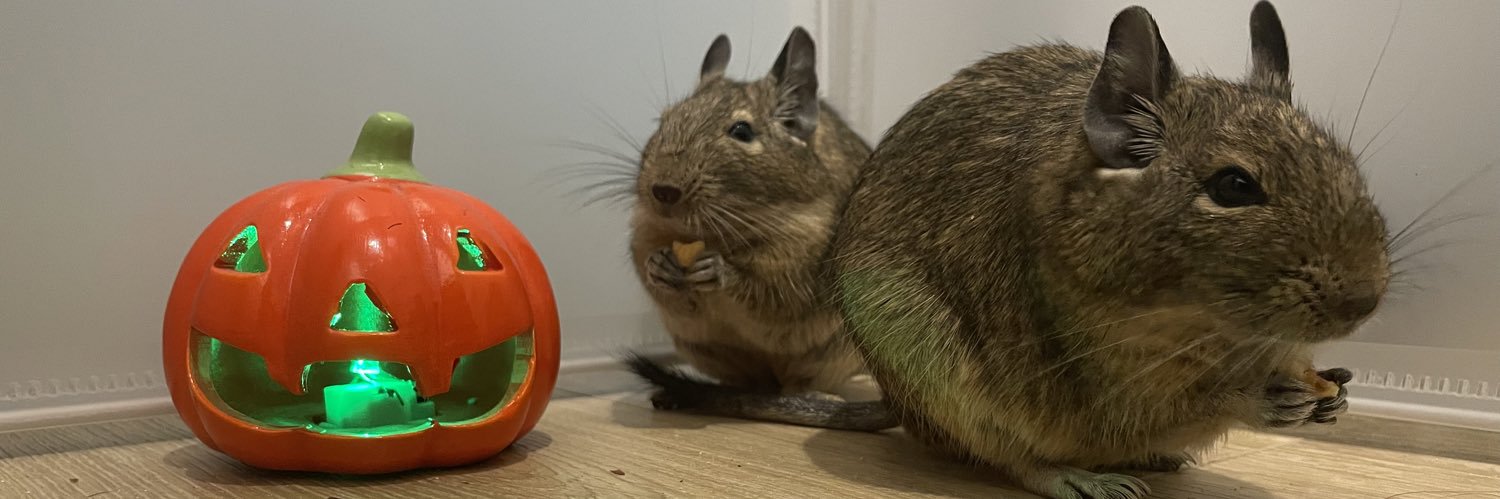 The Pumpkin Queen🎃 banner