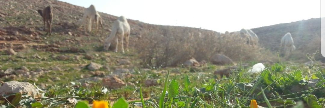 هملان حمدي العرم banner