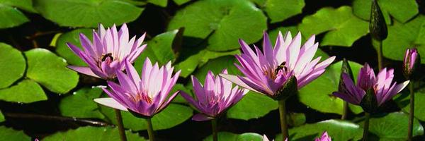 catolavarria Profile Banner