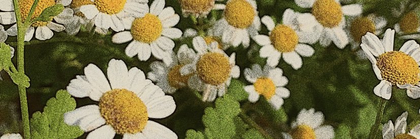 niamh_dillon's profile banner image