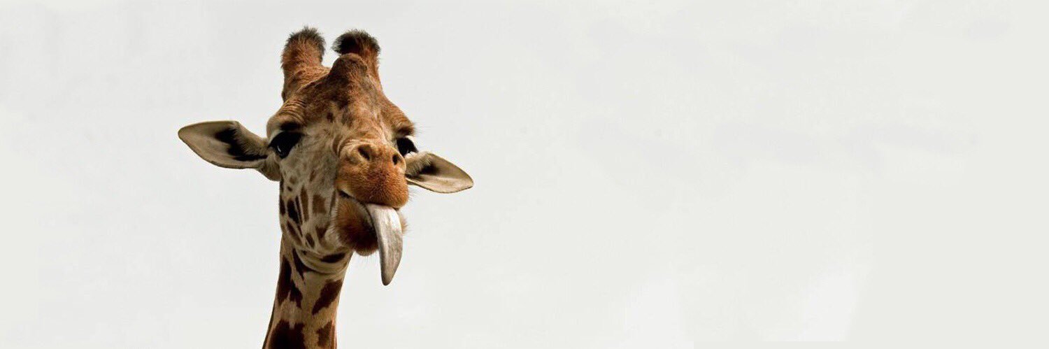 SoLongGiraffe's profile banner image