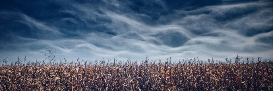 czarnowskij's profile banner image