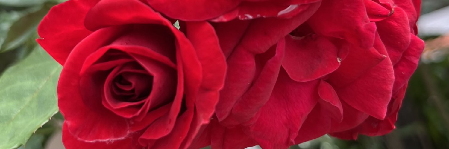 looolyy's profile banner image