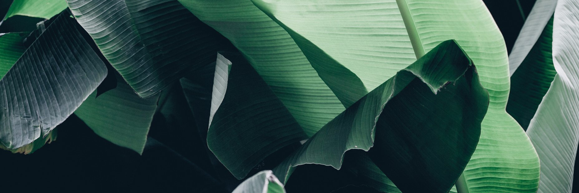 corimyles's profile banner image