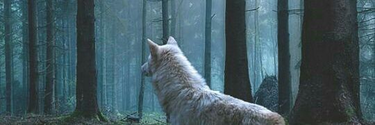 HMarie_08's profile banner image