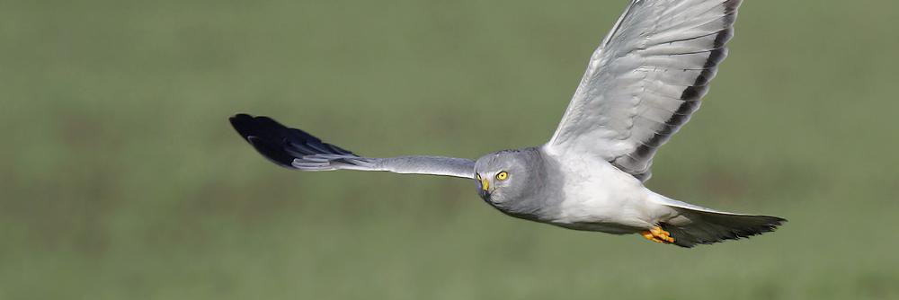 Robert de Boer banner