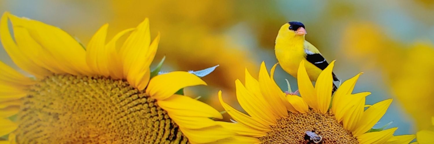 ToniNorcross's profile banner image